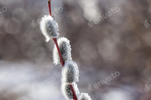 Preview: Buds with the water droplets