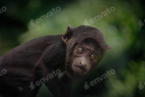 Preview: Baby Red-handed Howler monkey (Alouatta belzebul)