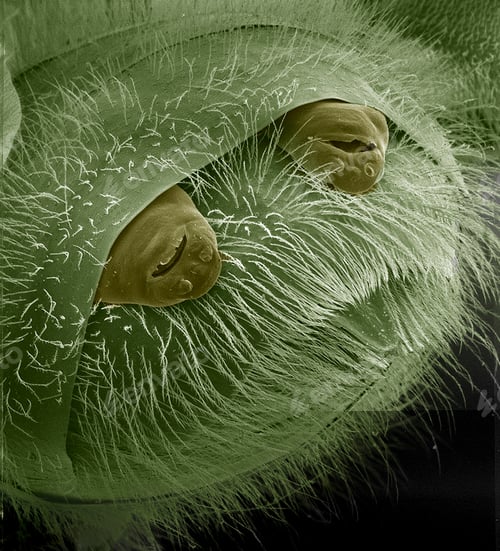 Preview: Closeup of tiny insect larvae nestled among green fibers