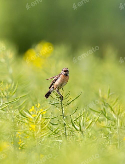 Preview: European Stonechat Female In Action