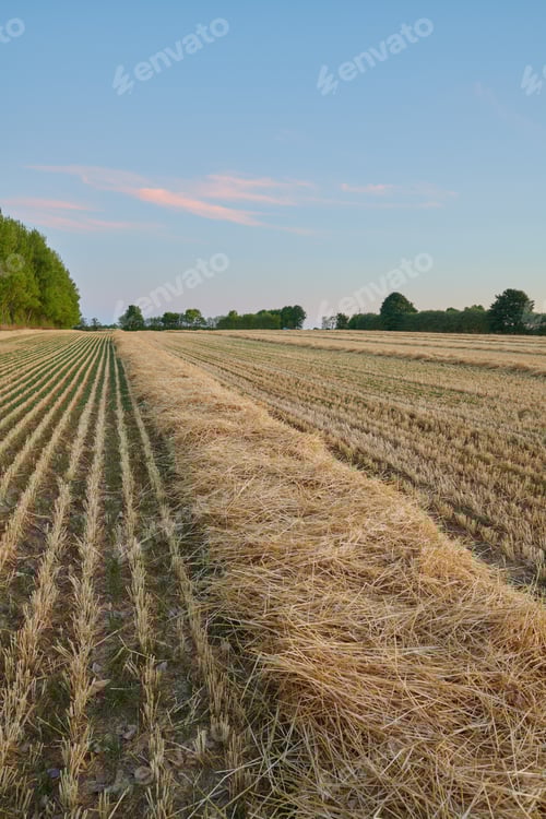Preview: Countryside in harvest. Nature photos from Denmark.
