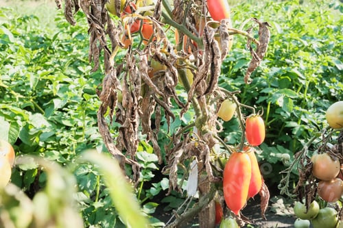 Preview: Ripe tomatoes on withered plant in lush green garden setting