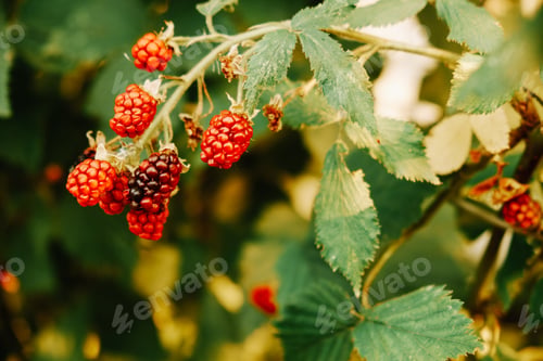 Preview: Raspberry