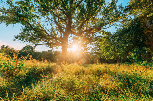 Preview: Old wood oak tree in Summer sunny day. Sunlight Sunshine Through Oak Forest Tree. Sunny Nature Wood
