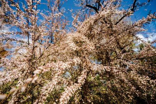 Preview: Tree in full bloom full of small white flowers with blue sky.