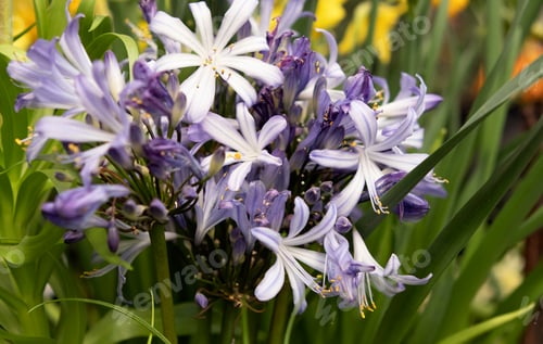 Preview: blue flowers in the garden in spring