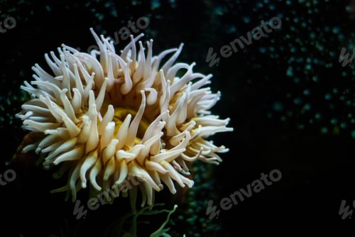 Preview: Scenic view of a Sea anemone on a blurred background