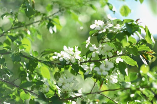 Preview: Beautiful blooming apple tree branch in a garden. Apple trees flowers. Spring flowering
