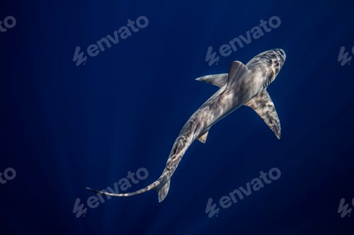 Preview: Underwater overhead view of sandbar shark swimming in blue sea, Jupiter, Florida, USA