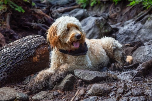 Preview: Cute and Adorable Dog, Goldendoodle, is relaxing on a dirty ground in nature