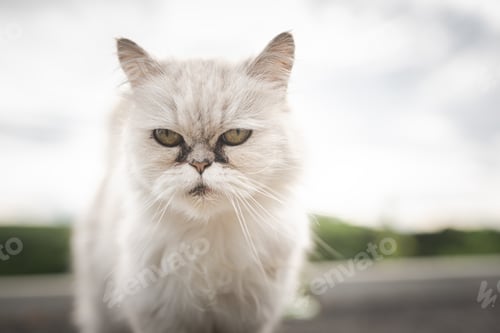 Preview: White persian cat with black Tear Stains under eyes