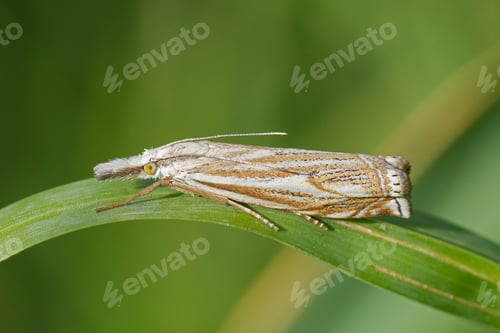 Preview: A close-up on the Common Hook-streak grass veneer moth