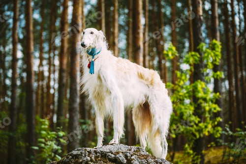 Preview: White Russian Borzoi, Hunting Dog standing on a rock in summer f