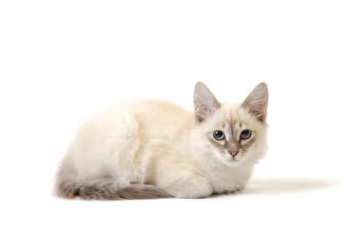 Preview: White cat on the white background