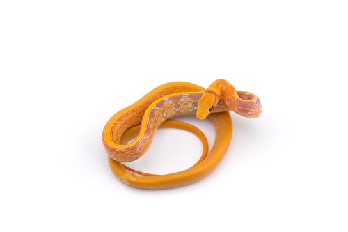 Preview: Copper-headed Trinket snake isolated on white background