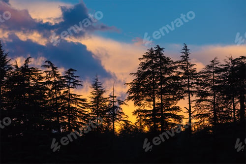 Vista previa: Silhouettes of trees on sunset