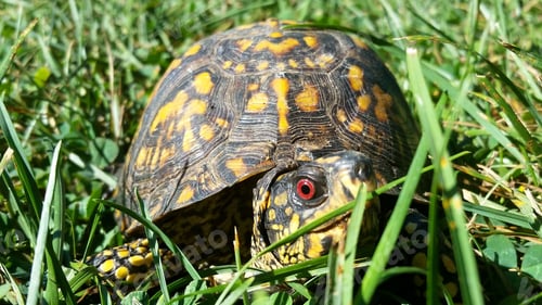 Preview: Close up of a yellow and brown box turtle with red eyes in the grass.