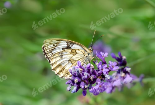 Preview: Butterfly close-up on a purple lavender flower on a green background, natural background, nature.
