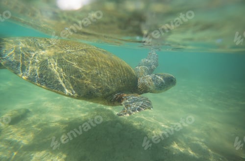 Preview: Turtle