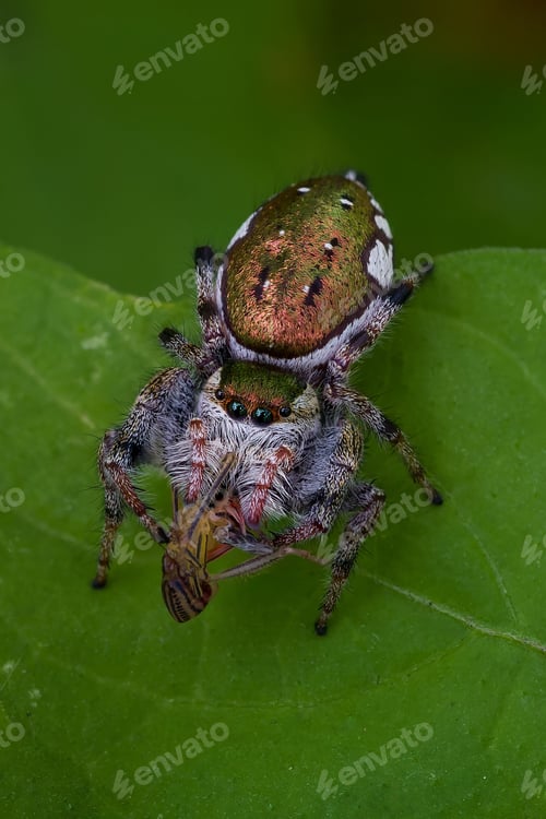 Preview: a close up shot of a spider on a leaf with a water droplets on its