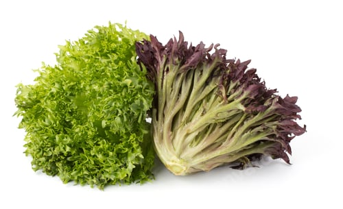 Preview: Oak Leaf lettuce isolated on white background