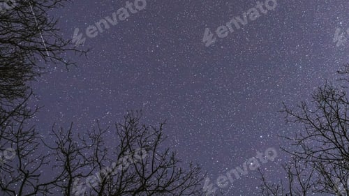 Preview: Night Sky Stars Above Oak Trees Branches In Early Spring. Natural Starry Sky Above Woods. Night Sky