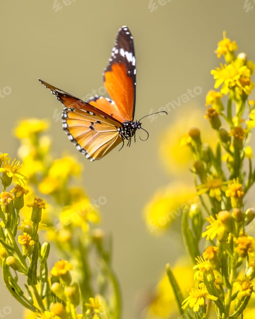 Preview: Flying butterfly Plain tiger between flowers
