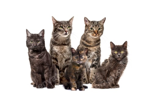 Preview: Group of crossbreed cats sitting in a row, isolated on white