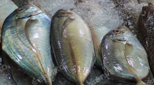 Preview: Fresh mackerel on ice