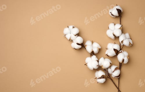 Preview: Cotton flower on pastel beige paper background, overhead.