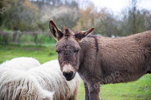 Preview: Domestic livestock grazing and feeding together in a natural environment.
