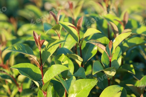 Preview: Fresh new green, yellow glowing leaves. Warm sun light in garden. Spring summer garden background.