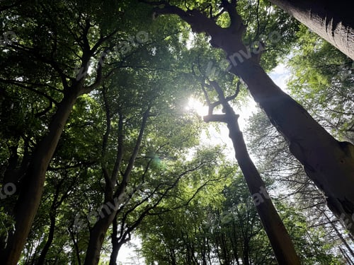 Preview: Beautiful green trees in park, bottom view