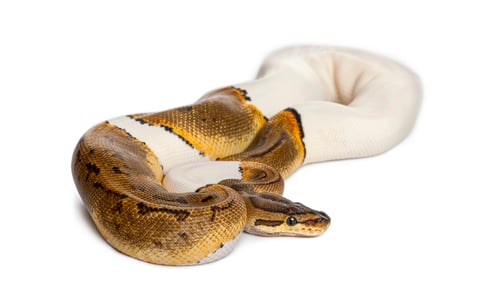 Preview: Pinstripe Pied Royal python, ball python, Python regius, snake crawling against white background