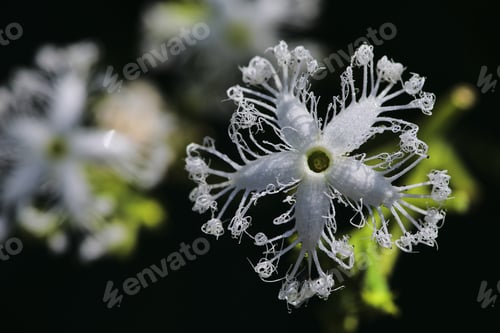 Preview: The white flower of snake luffa in organic garden