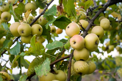 Preview: Wild yellow apples on a branch in autumn close-up
