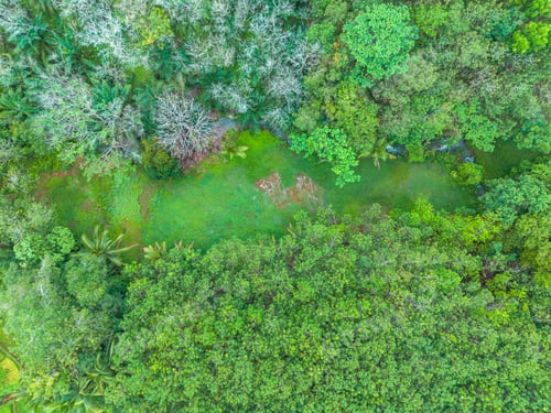 Preview: beautiful morning view indonesia panorama landscape paddy fields