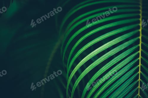 Visualização: Fundo de folha de palmeira