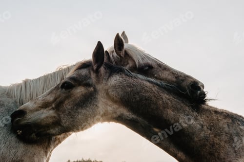 Preview: Funny horses on meadow