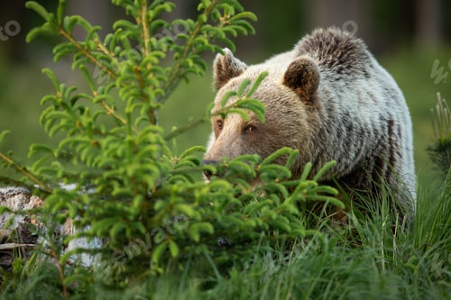 Preview: Brown bear hiding behind a spruce tree in spring nature