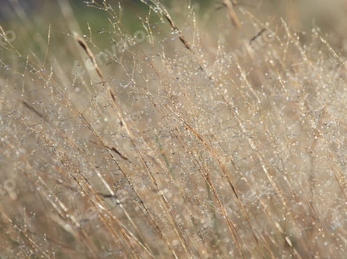 Preview: Dew drops on grass.