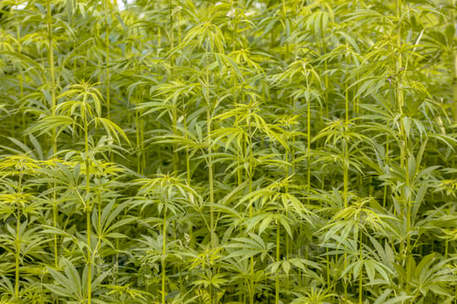 Preview: Field of Hemp agricultural industry