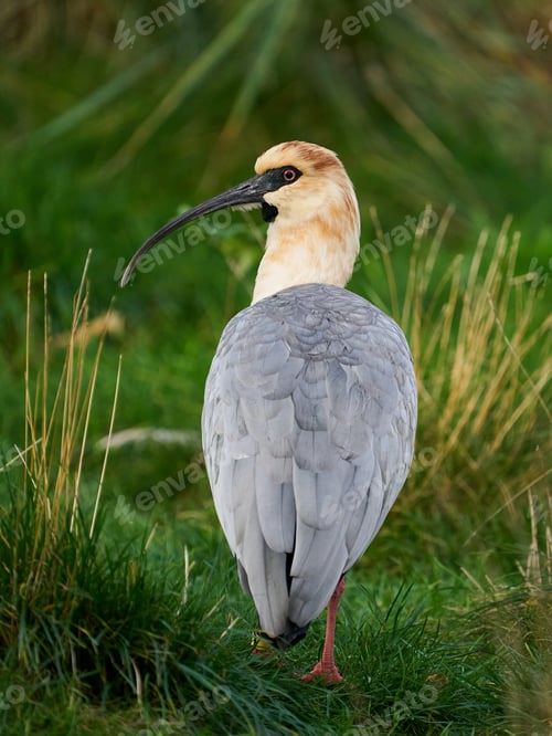 Preview: Black-faced ibis (Theristicus melanopis)