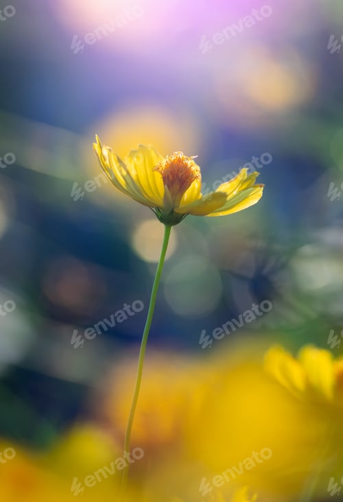 Aperçu: Close-up view of yellow cosmos flowers