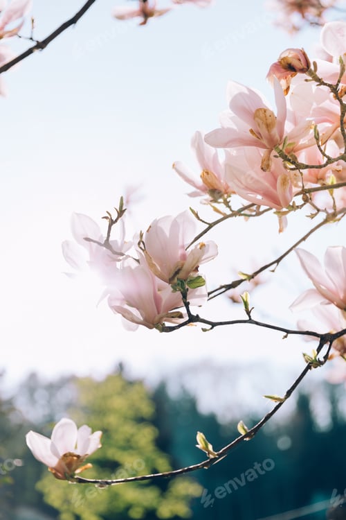 Preview: Pink magnolia branches in bloom. Tulip tree flower blossom in spring.