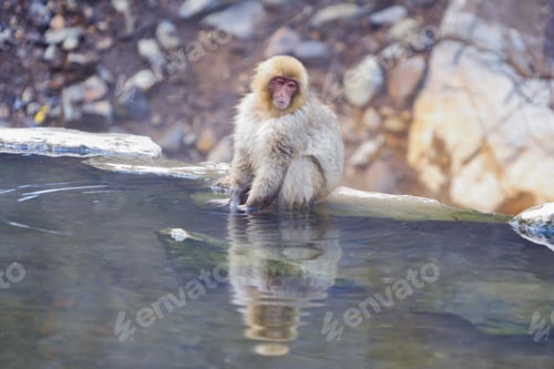 Preview: A Japanese snow monkey or Macaque with onsen in Monkey Park, Nagano , Japan. Wildlife animal.