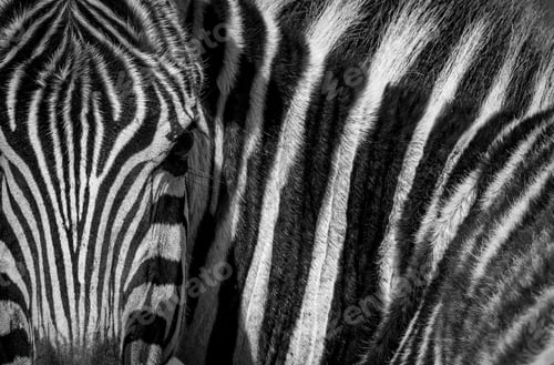 Preview: A Zebra Portrait in Africa