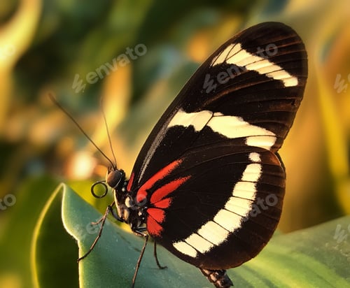 Preview: Beautiful brown, red and white butterfly resting on a green leaf.
