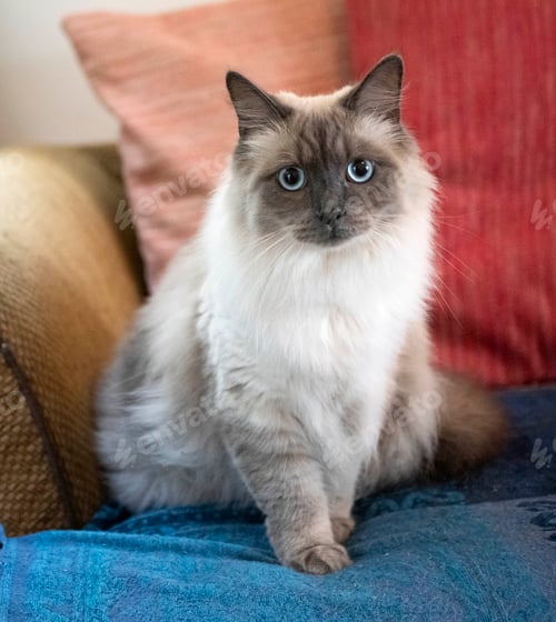 Preview: siberian cat in studio