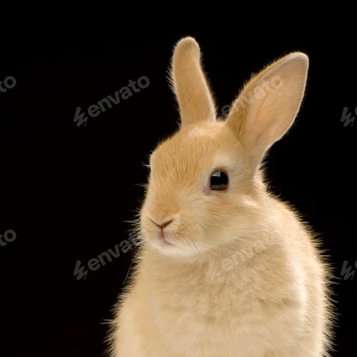 Preview: Rabbit